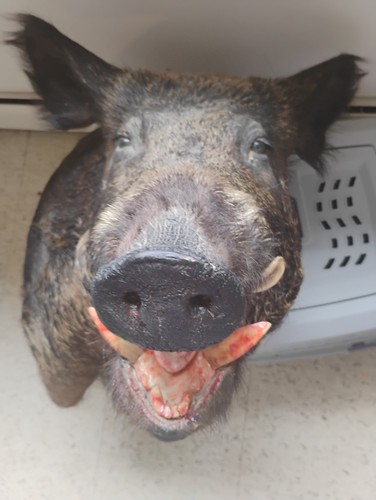 Wild boar taxidermy mount - wild,