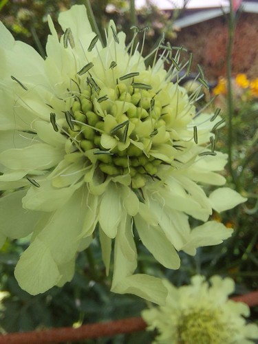 Cephalaria gigantea giant - cephalaria, gigantea.