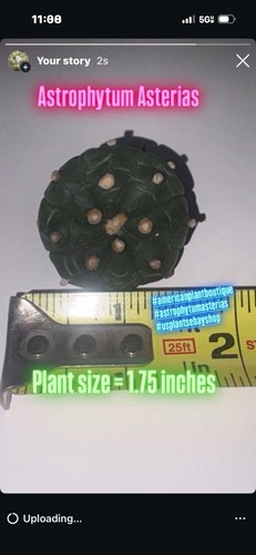 Ariocarpus aztekium - ariocarpus,