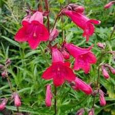 Penstemon Garnet 1 & 3 Litre