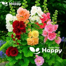 Dwarf Hollyhock - Majorette