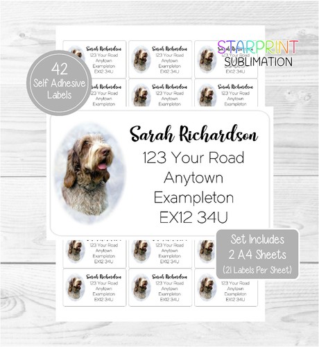 Italian spinone - italian,