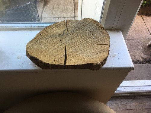 Oak wood tree cookie slab - ,