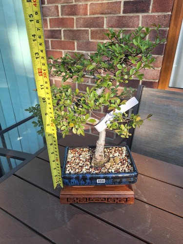 590 shape chinese elm - s,