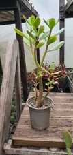 Crassula ovata money tree