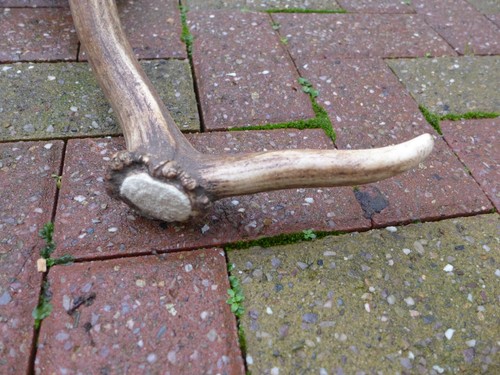 Fallow deer antler - fallow,