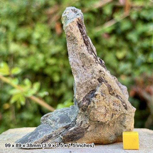 Large fossil fish - fish, fins