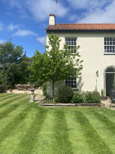 English oak tree 22ft - english,