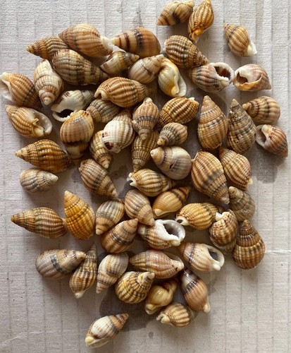Natural dog whelk - natural, shells