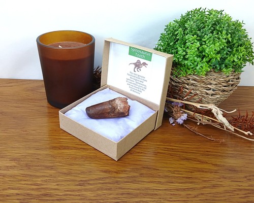 100 genuine spinosaurus tooth - spinosaurus,
