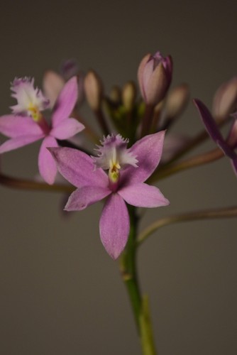 Miura valley epidendrum - miura,