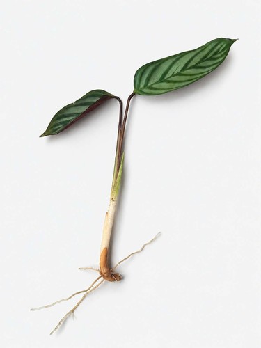 Ctenanthe rooted cutting - rooted,