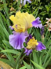 Iris germanica - Tall Bearded