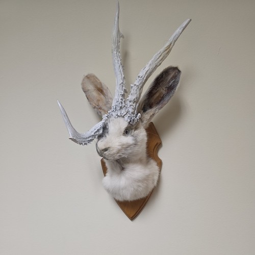 Jackalope taxidermy shoulrer - jackalope,