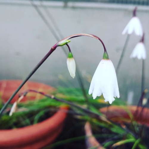 Acis autumnalis september - acis, 'september