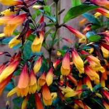 Brazilian Fuchsia Plant in 9cm