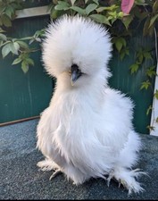 USA Silkie X 6 Eggs 