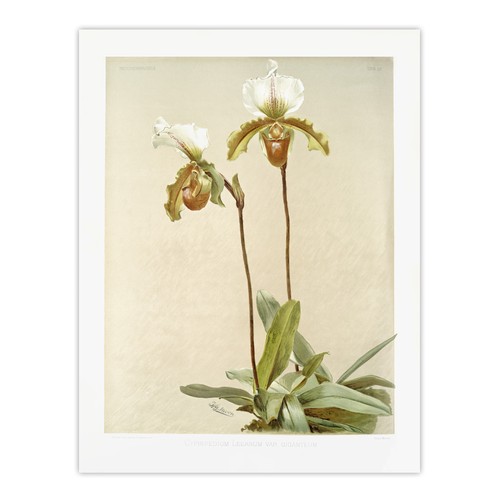 Sander cypripedium leeanum - cypripedium,