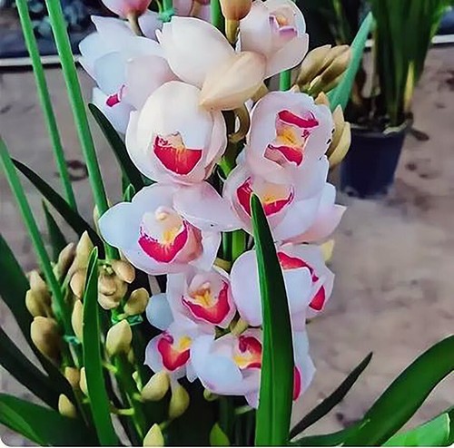 Cymbidium 大花蕙兰 - cymbidium, sp.