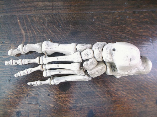 Rare antique 19th anatomical - 19th, c