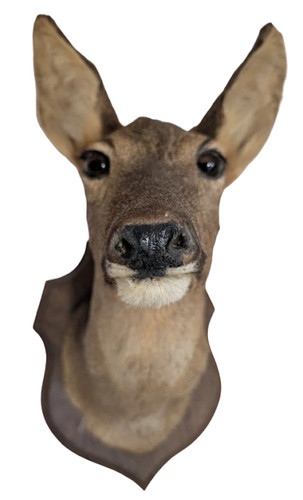 Vintage roe deer taxidermy - roe,