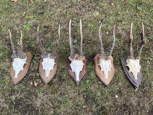 Nice roe deer - 5x,
