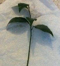 50 Bay Tree Seedlings For