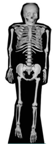 Skeleton lifesize - (halloween),