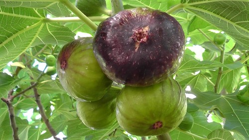 Fig tree from cyprus - fig,