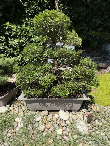 Large chinese elm - chinese, bonsai