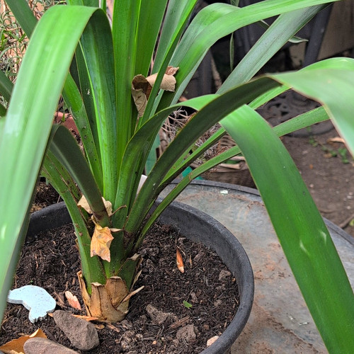 Cordyline yucca filamemtosa - cordyline,