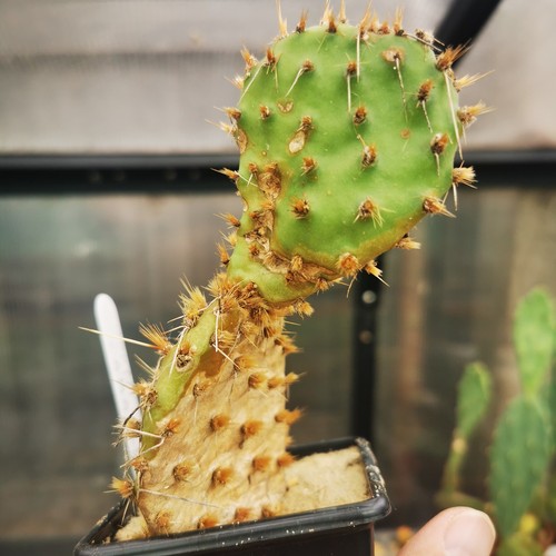 Opuntia phaeacantha - , v