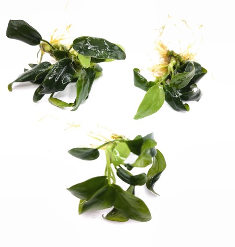Anubias nana petite live - 3x,