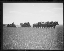 Horses drawing a threshing machine through a wheat field followed - Old Photo