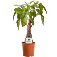 Pachira Aquatica Money Tree Evergreen Indoor House Plant for Home Office in Pot
