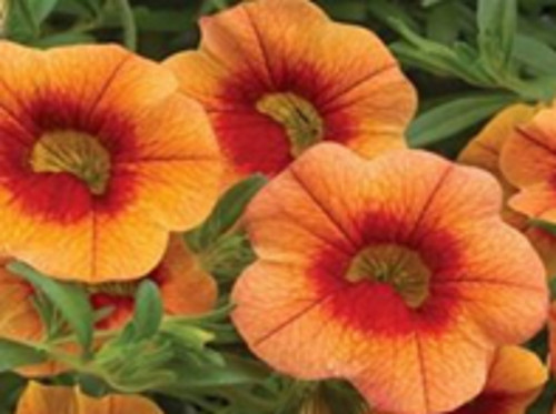 Orange red eye - x,