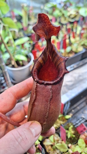Nepenthes sibuyanensis - sibuyanensis, x