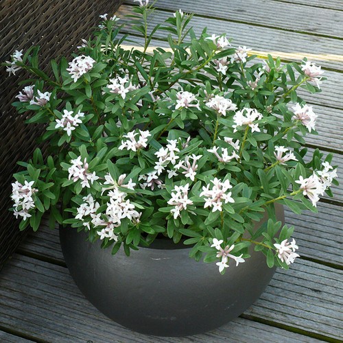 Fragrant shrub daphne eternal - fragrant, shrub,