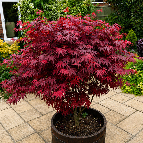Acer atropurpureum - acer, 'atropurpureum'