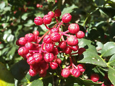 Zanthoxylum bungeanum, Large