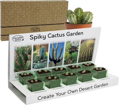 Cactus seeds grow - cactus, own