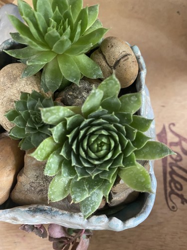 Succulent sempervivum hand - succulent, in