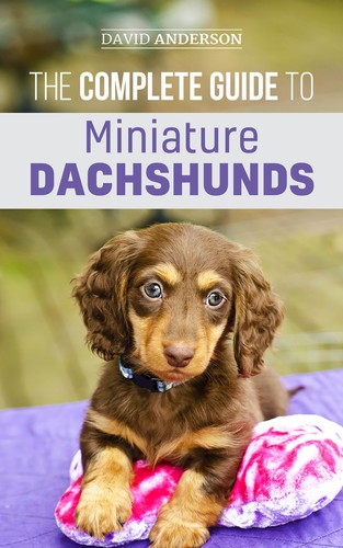 Miniature dachshund the - dachshund:,
