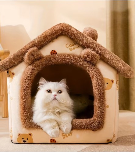 Four season cat - four-season,