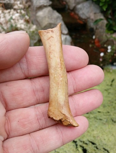 Fossil cave bear limb - fossil,