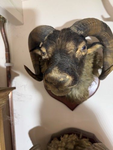 Taxidermy antique domestic - taxidermy,