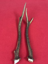 PAIR OF SIKA DEER ANTLERS 185g.   aprox. 28/31cm.