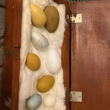 Mixed replica bird eggs in wood box  
