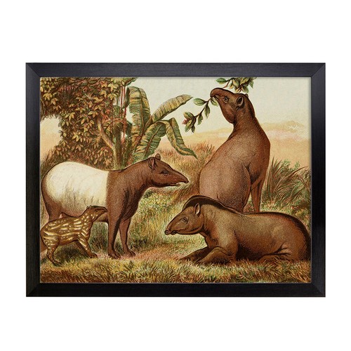 Natural history indian south - &,