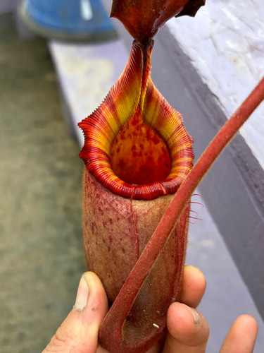 Nepenthes rajah veitchii - rajah, x